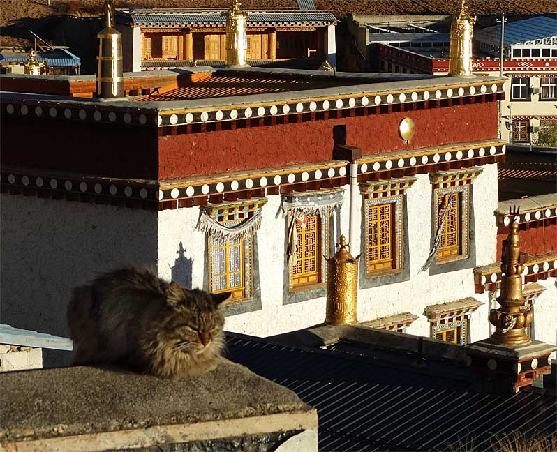 q_cat-monastery