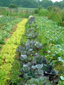 p-cabbage