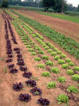 q-lettuce