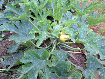 r-squash