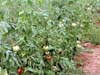 s-tomatoes