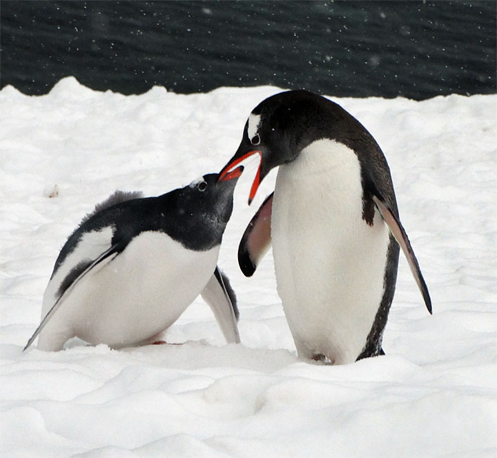 p_penguins_feeding