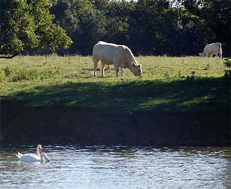 b_cows-swans
