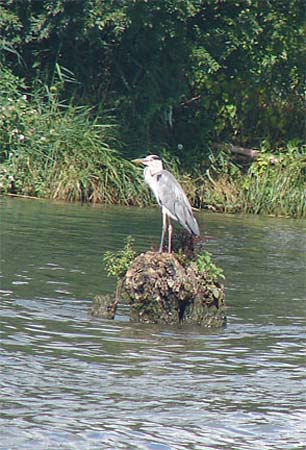 c_bird