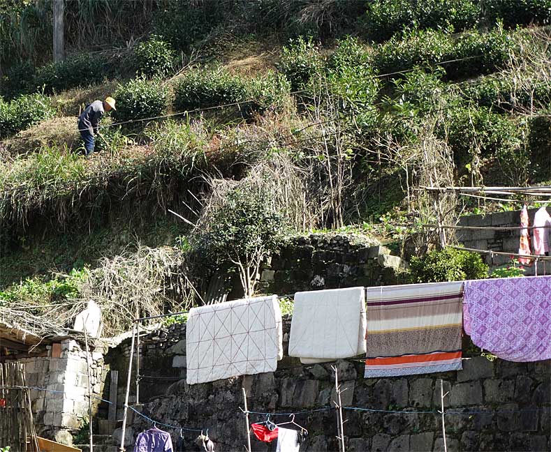 tea-plantations