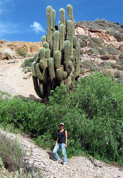 lake_cactus_size