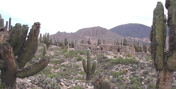 pucara_b_cactus