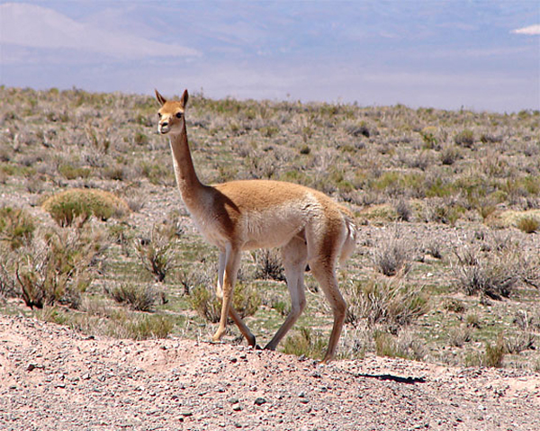 salinas_i_vicuna